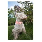 Summer Daisy Dog Collar and Bow Tie 4