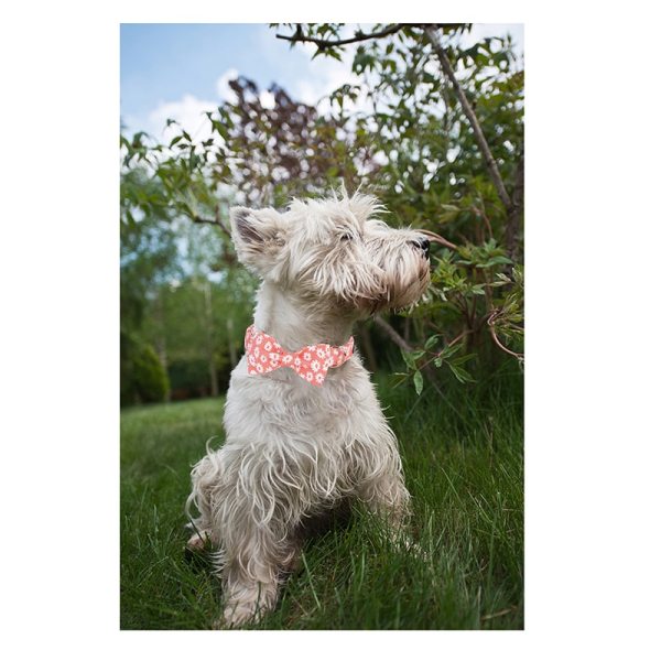 Summer Daisy Dog Collar and Bow Tie 4 Summer Daisy Dog Collar and Bow Tie 4
