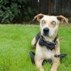 Paws Polka Dot Dog Collar + Detachable Bowtie + Adjustable 5