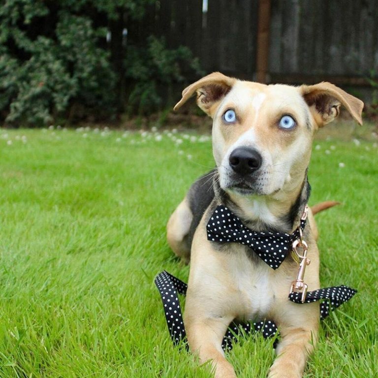 Paws Polka Dot Dog Collar + Detachable Bowtie + Adjustable 5