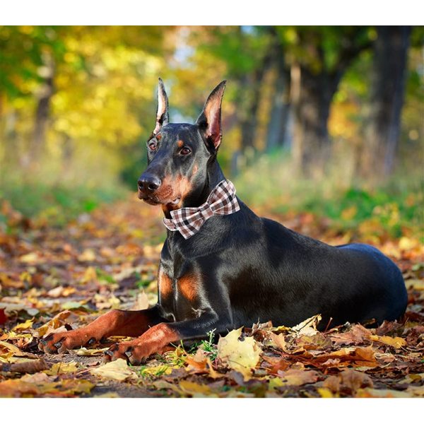 Plaid Dog Collar and Leash Set with Bow Tie 5 Plaid Dog Collar and Leash Set with Bow Tie 5