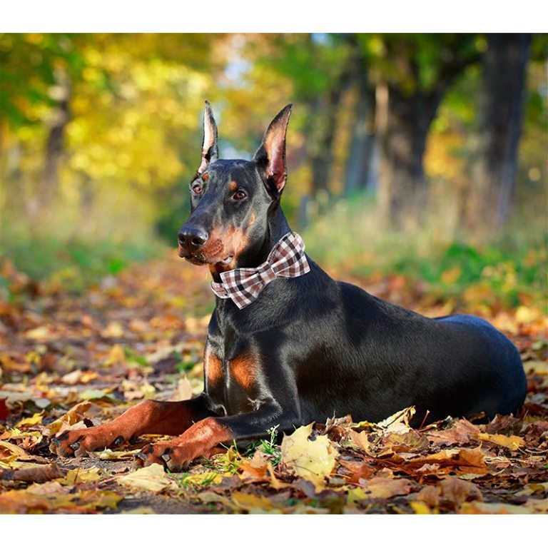 Plaid Dog Collar and Leash Set with Bow Tie 5 Plaid Dog Collar and Leash Set with Bow Tie 5