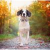 Plaid Dog Collar and Leash Set with Bow Tie 4