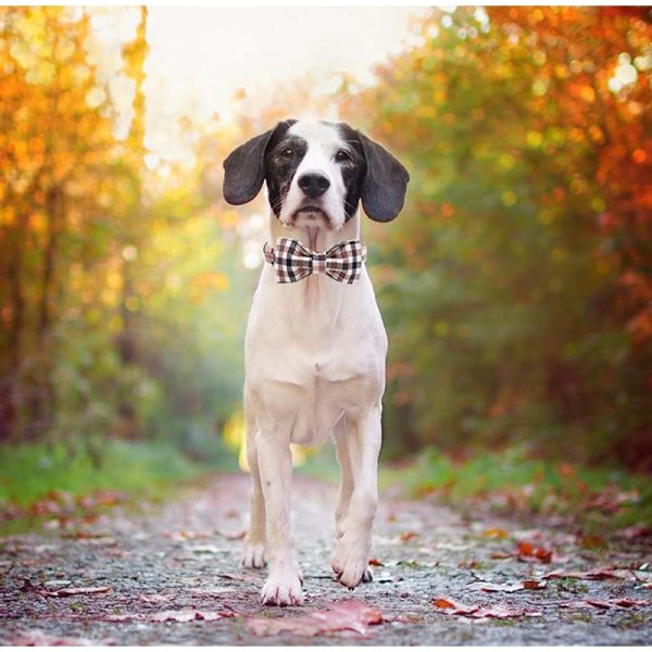 Plaid Dog Collar and Leash Set with Bow Tie 4 Plaid Dog Collar and Leash Set with Bow Tie 4