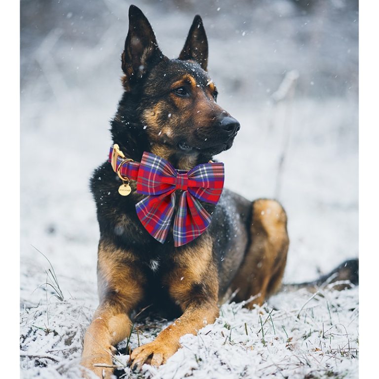 Paws Cotton Dog Collar with Sailor Bow Red and Blue Plaid 4