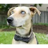Paws Polka Dot Dog Collar + Detachable Bowtie + Adjustable 4