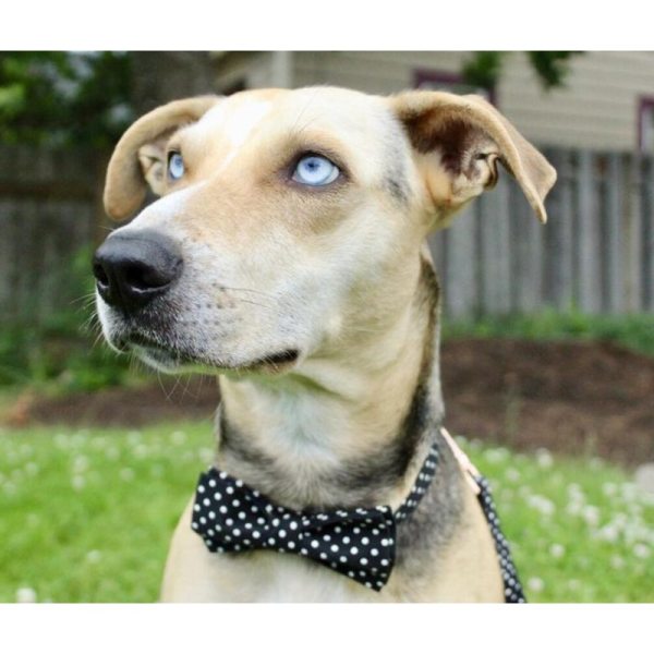 Paws Polka Dot Dog Collar + Detachable Bowtie + Adjustable 4