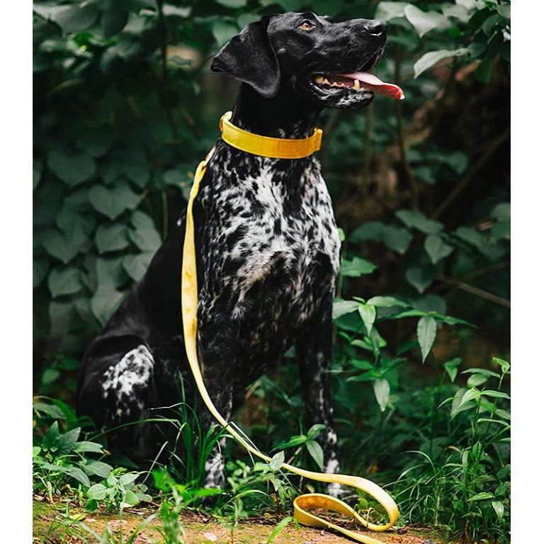 Paws Velvet Dog Cat Collar Yellow 5 Paws Velvet Dog Cat Collar Yellow 5
