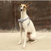 Grey Pet Harness with Bowtie Adjustable Buckle Grey Pet Harness with Bowtie Adjustable Buckle