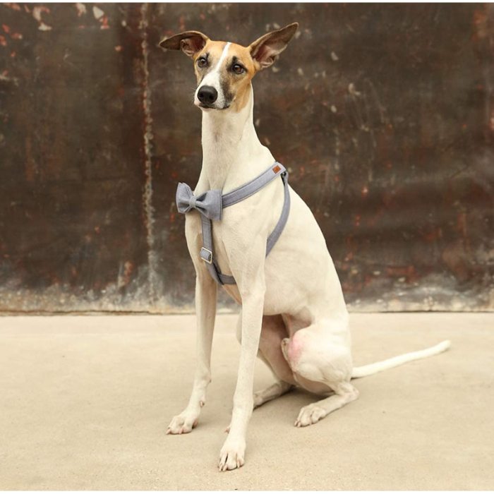 Grey Pet Harness with Bowtie Adjustable Buckle Grey Pet Harness with Bowtie Adjustable Buckle