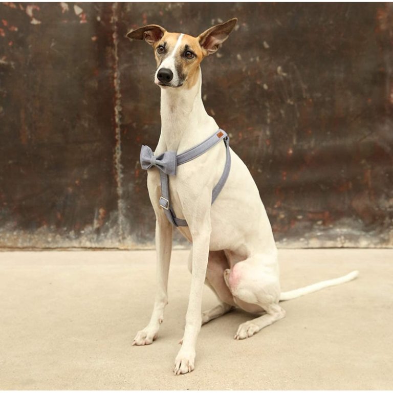 Grey Pet Harness with Bowtie Adjustable Buckle Grey Pet Harness with Bowtie Adjustable Buckle