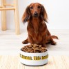 Pet bowl Step aside, human. This bowl is all mine! Pet bowl Step aside, human. This bowl is all mine!