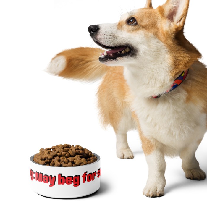Pet bowl Warning: May beg for seconds Pet bowl Warning: May beg for seconds