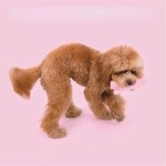 Pink Rainbow Lightning Bolt Dog Toy