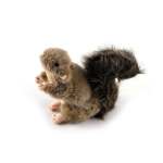 dog plush toy squirrel squeaky interactive small life like pet puppy play