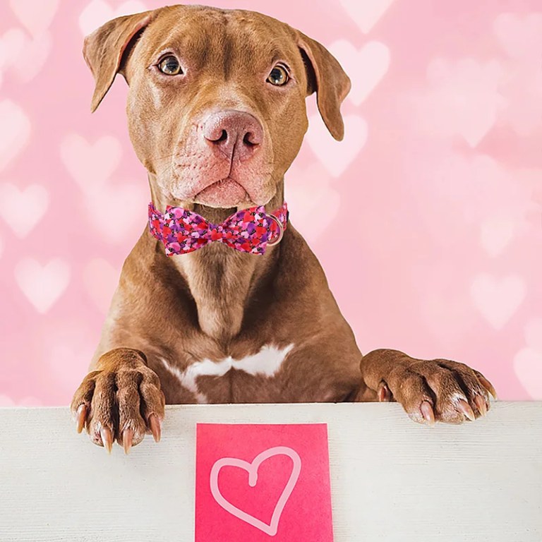 Pretty in Pink: Valentine’s Day Dog Collar with Bowtie 3