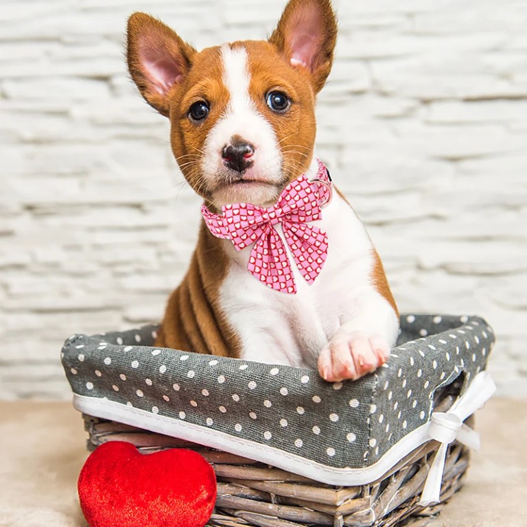 paws of love: pink heart valentine’s day dog collar with bowtie Paws of Love: Pink Heart Valentine’s Day Dog Collar with Bowtie 4