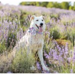 Paws in Bloom: Handmade Tie-Dye Flower Dog Collar 5