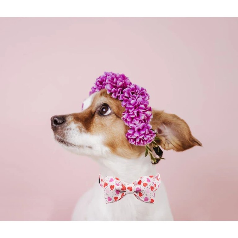 Paws of Love: Valentine's Heart Dog Collar with Bow Tie 5