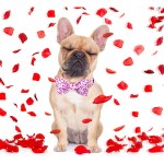 Paws of Love: Handmade Cotton Valentine Heart Dog Collar with Bow Tie 5