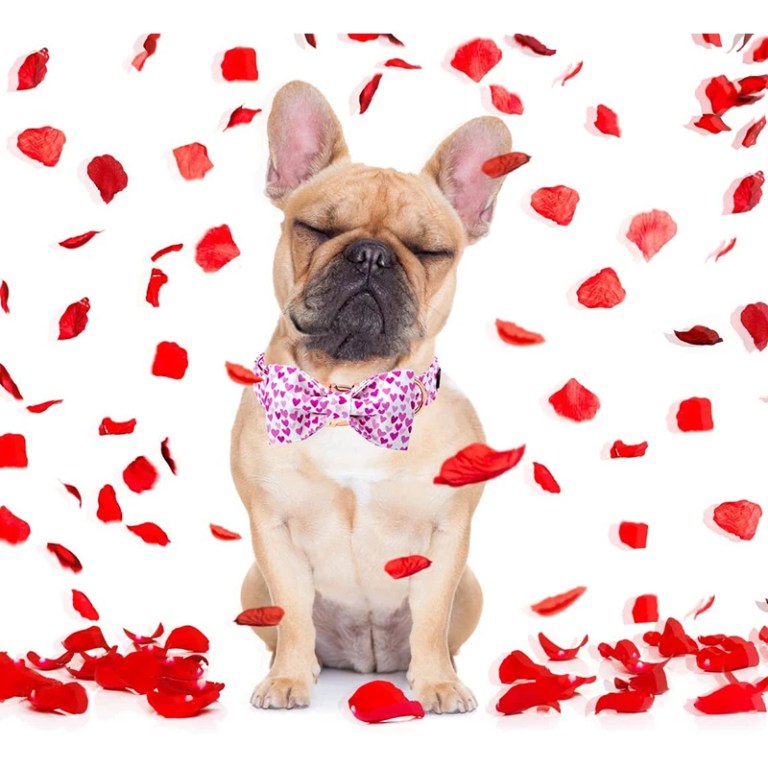 Paws of Love: Handmade Cotton Valentine Heart Dog Collar with Bow Tie 5