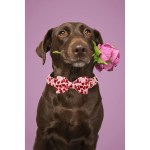 Paws & Love: Adjustable Valentine Heart Dog Collar with Bow Tie 4