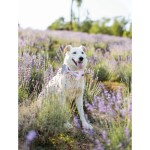 paws & colours: handmade tie dye cotton dog collar with bow tie Paws & Colours: Handmade Tie-Dye Cotton Dog Collar with Bow Tie 5