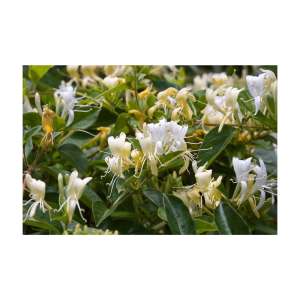 4x 100g plant oil soap honeysuckle scent pure vegetable base bar australian