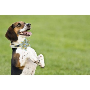lemon dog collar with bowtie unique style paws cute dog collar set Lemon Dog Collar with Bowtie Unique Style Paws Cute Dog Collar Set 5