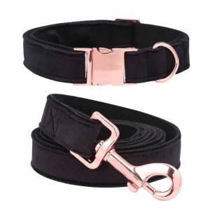 collar-and-leash