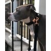 Unique Style Paws Black Velvet Soft Collar and Leash Gift for Dogs and Cats 5