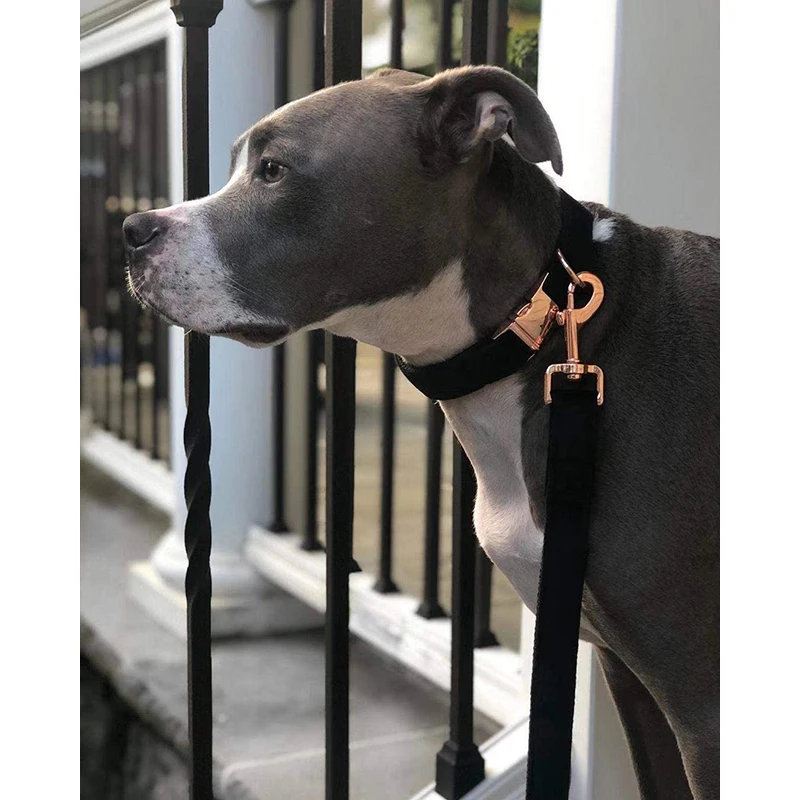 unique style paws black velvet soft collar and leash gift for dogs and cats Unique Style Paws Black Velvet Soft Collar and Leash Gift for Dogs and Cats 5