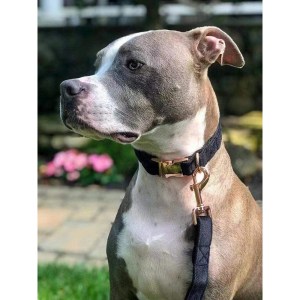 unique style paws black velvet soft collar and leash gift for dogs and cats Unique Style Paws Black Velvet Soft Collar and Leash Gift for Dogs and Cats 4