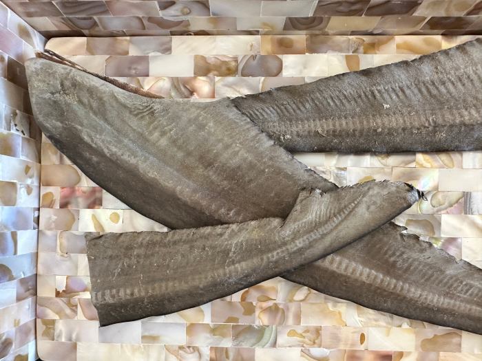 1x just shark tails