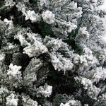 Snow-covered evergreen branches close-up view
