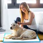100pcs dog absorbent training pad 60 x 60 cm