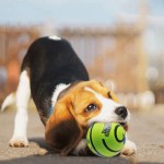 Wobble Wag Giggle Ball Dog Toy – Interactive Sound Ball 6