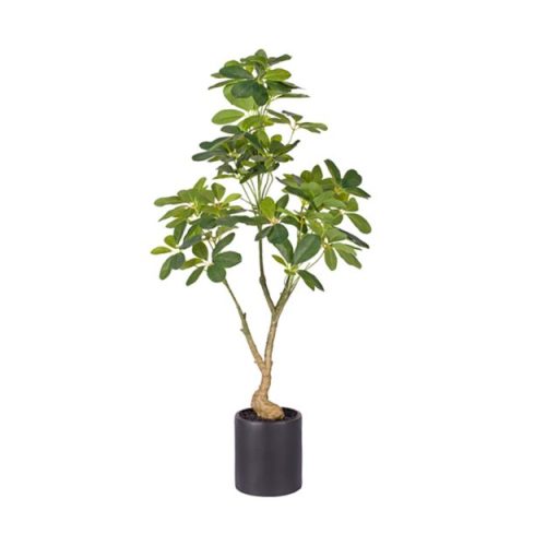 cropped 000 6.jpg Potted umbrella plant in black cylindrical pot