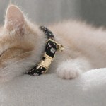 image 1 Sleeping kitten wearing floral collar with bell