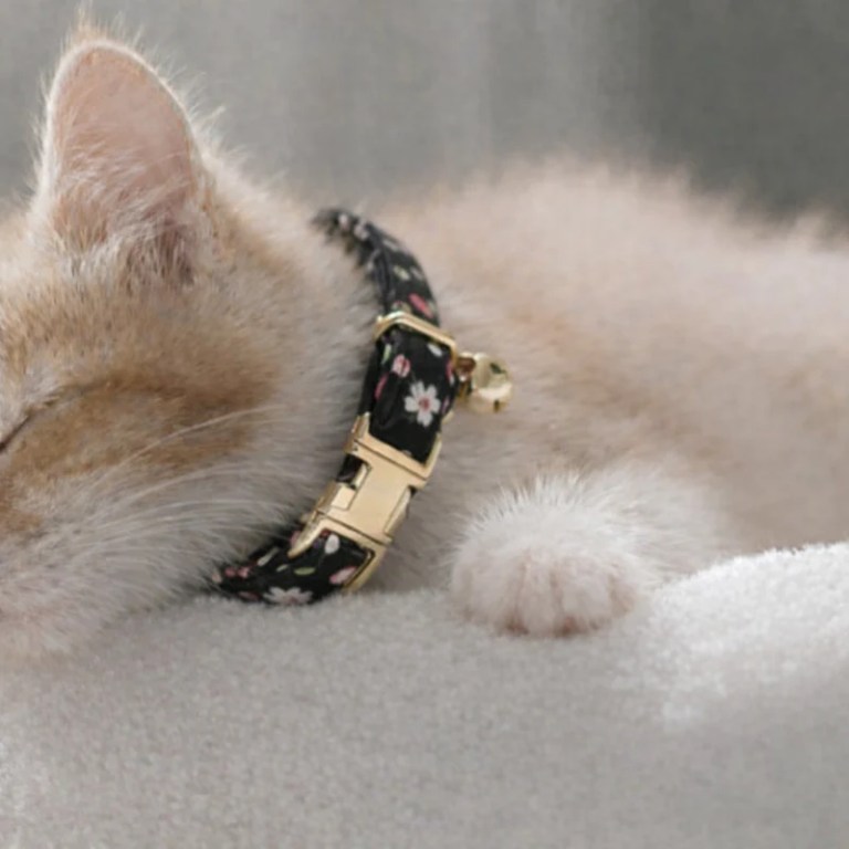 image 1 Sleeping kitten wearing floral collar with bell