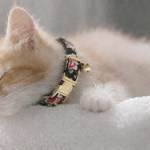 image 1 Kitten wearing floral collar resting on soft blanket