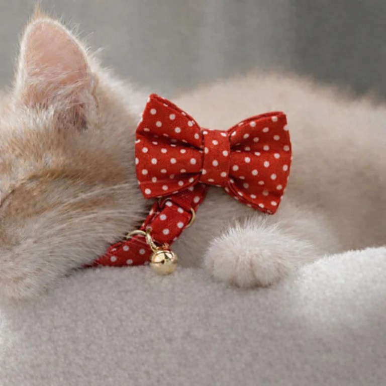 Kitten wearing red polka dot bow tie collar