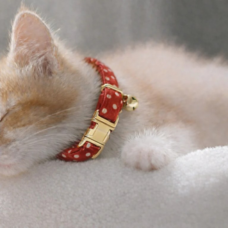 image 1 Ginger kitten wearing red polka dot collar