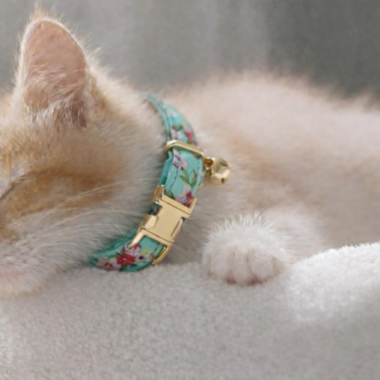 Close-up of kitten wearing floral collar with bell