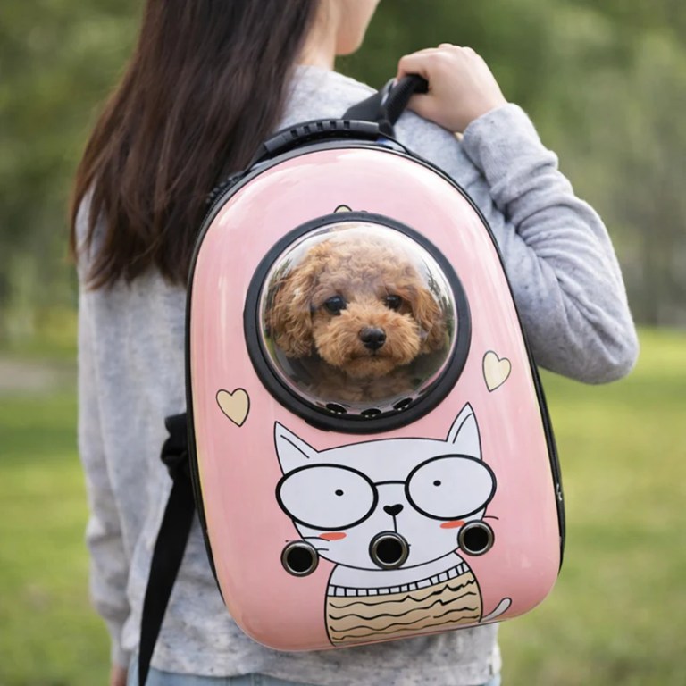 Small dog in pink bubble pet backpack