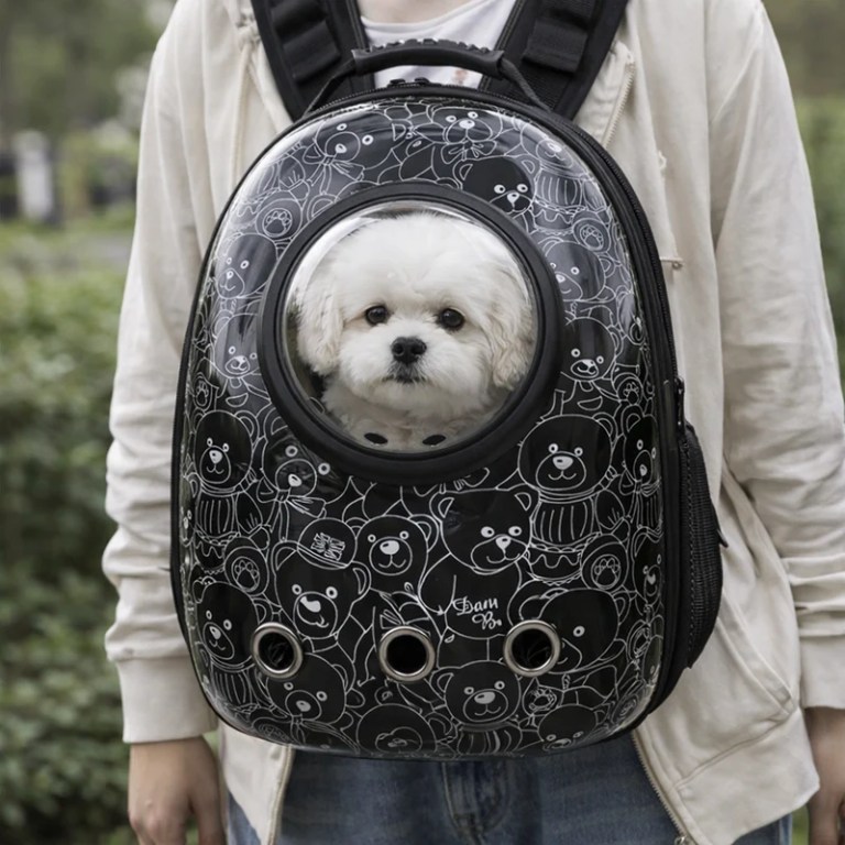Small white dog in bubble backpack carrier