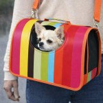 image 1 Chihuahua in rainbow-striped pet carrier bag