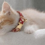 Kitten wearing red floral collar with bell