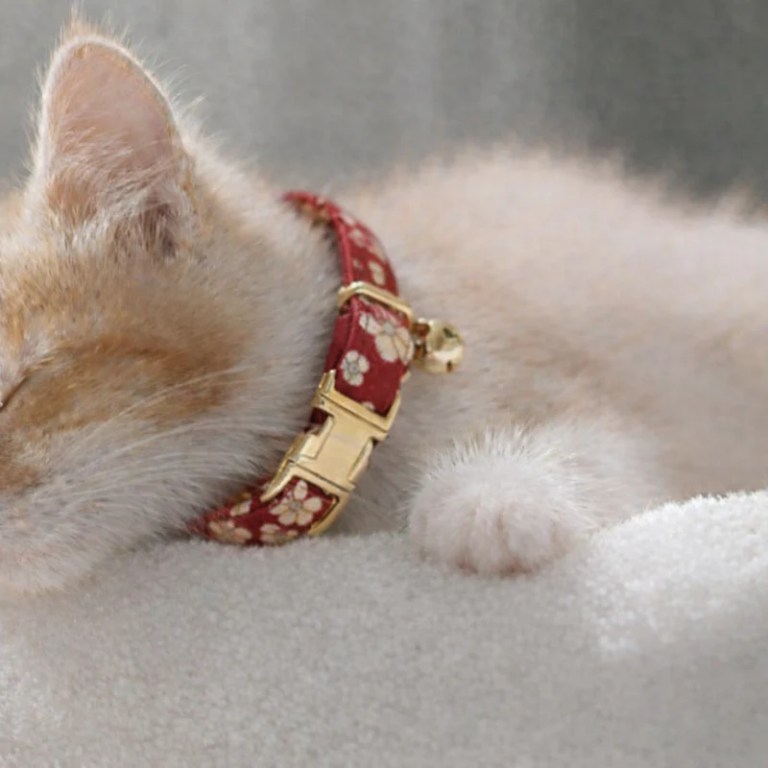 Kitten wearing red floral collar with bell