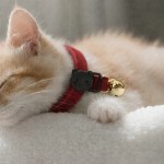 image 2 Sleeping ginger kitten wearing red collar with bell